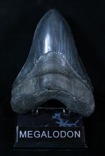 Beautiful Monster Inch Megalodon Tooth #3318